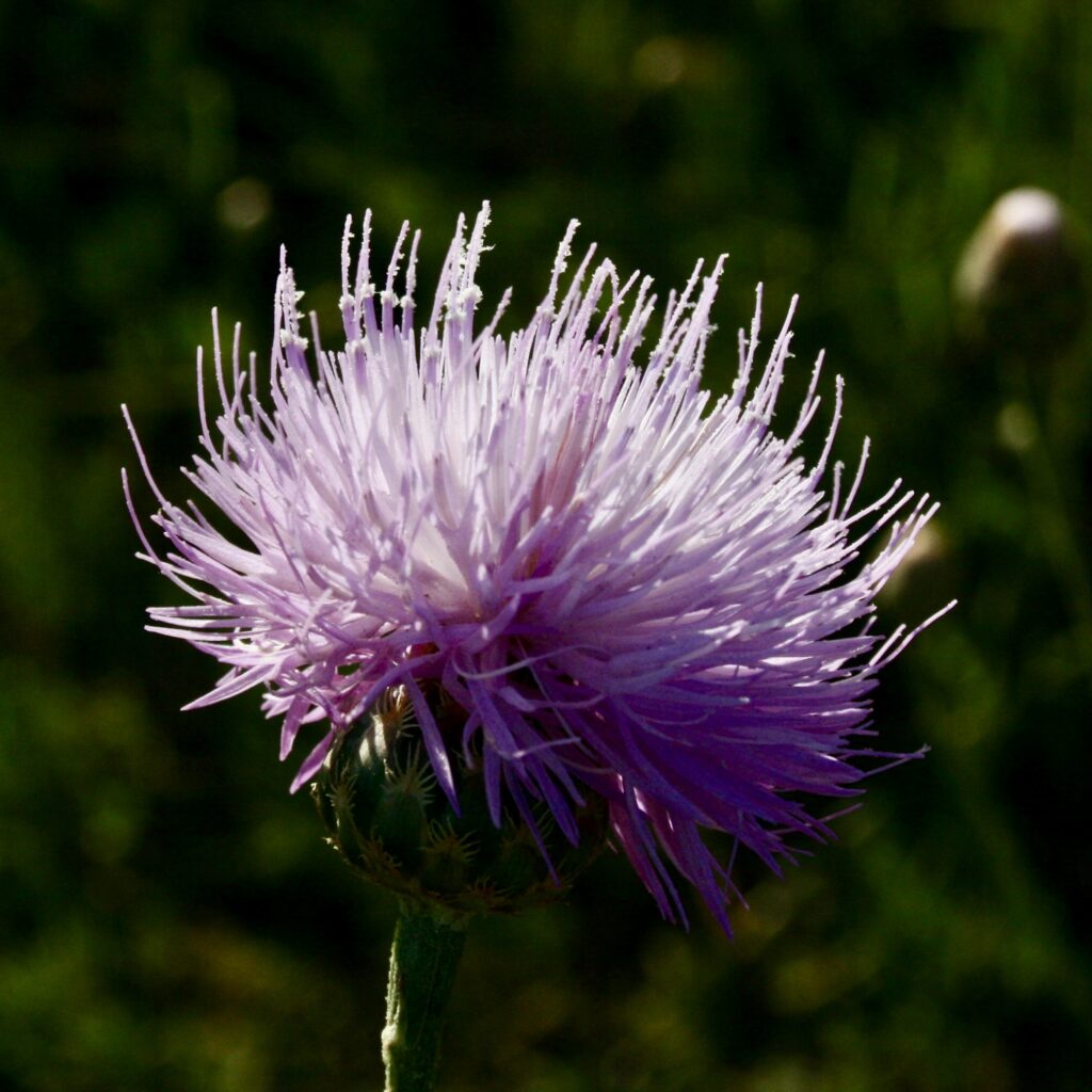 Cardo púrpura
