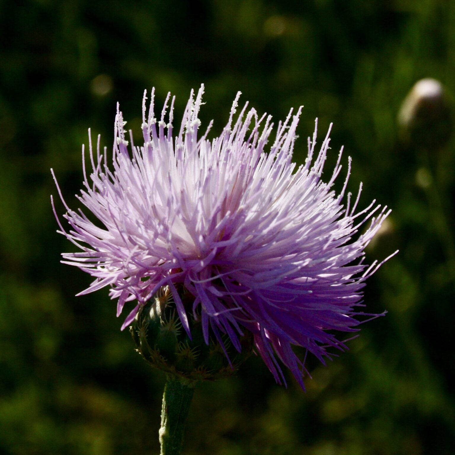 Cardo púrpura